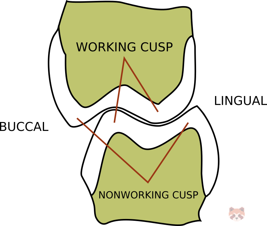 Occlusion and guidance DentalPANDA